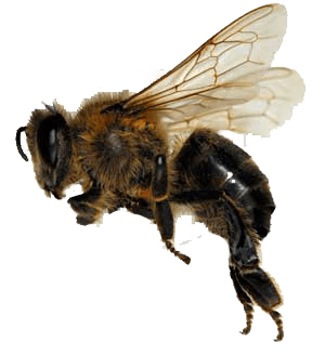 Bee Png Image PNG Image