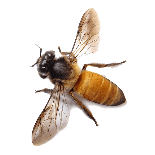 Bee Png Image PNG Image