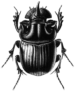 Beetle Png File PNG Image