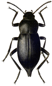 Beetle Png Picture PNG Image