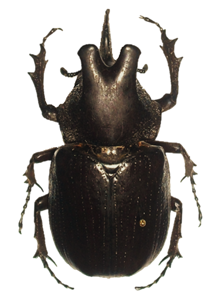 Beetle Png Hd PNG Image