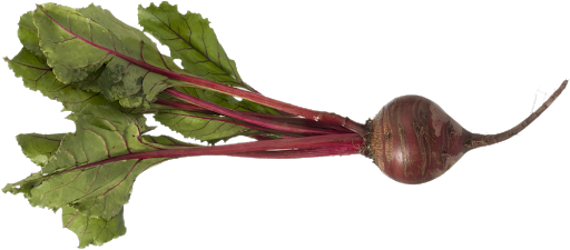 Beetroot Single Free Transparent Image HD PNG Image