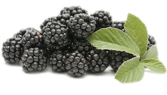 Blackberry Fruit Png Picture PNG Image
