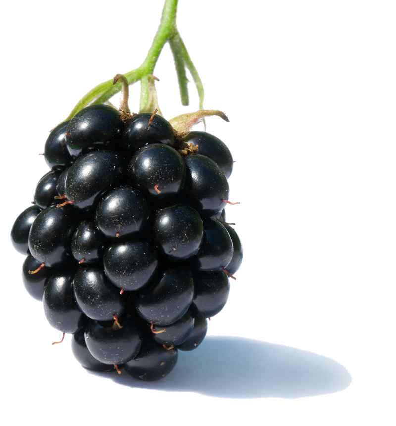Blackberry Fruit Png Clipart PNG Image