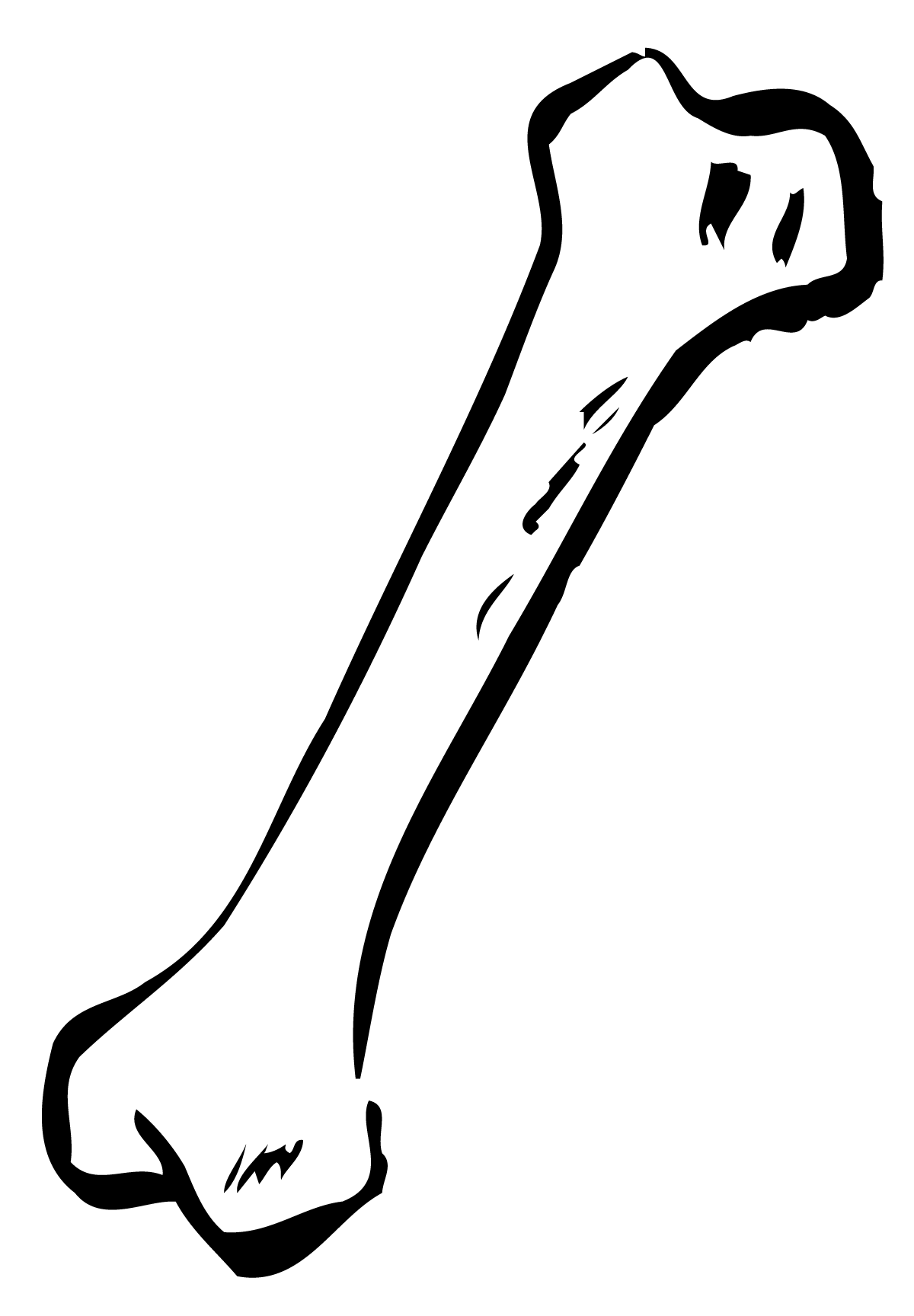 Bone Free Png Image PNG Image