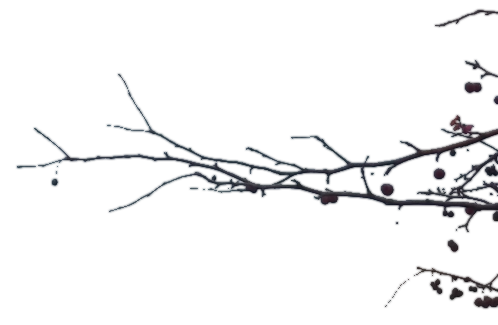 Branch Transparent PNG Image