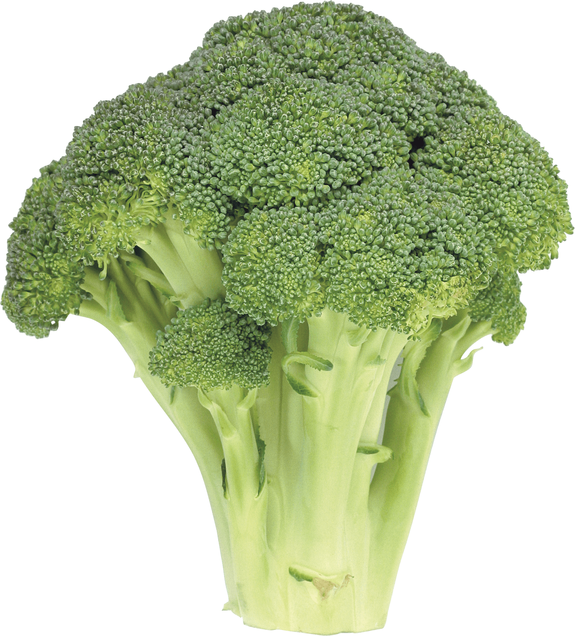 Broccoli Png Image PNG Image