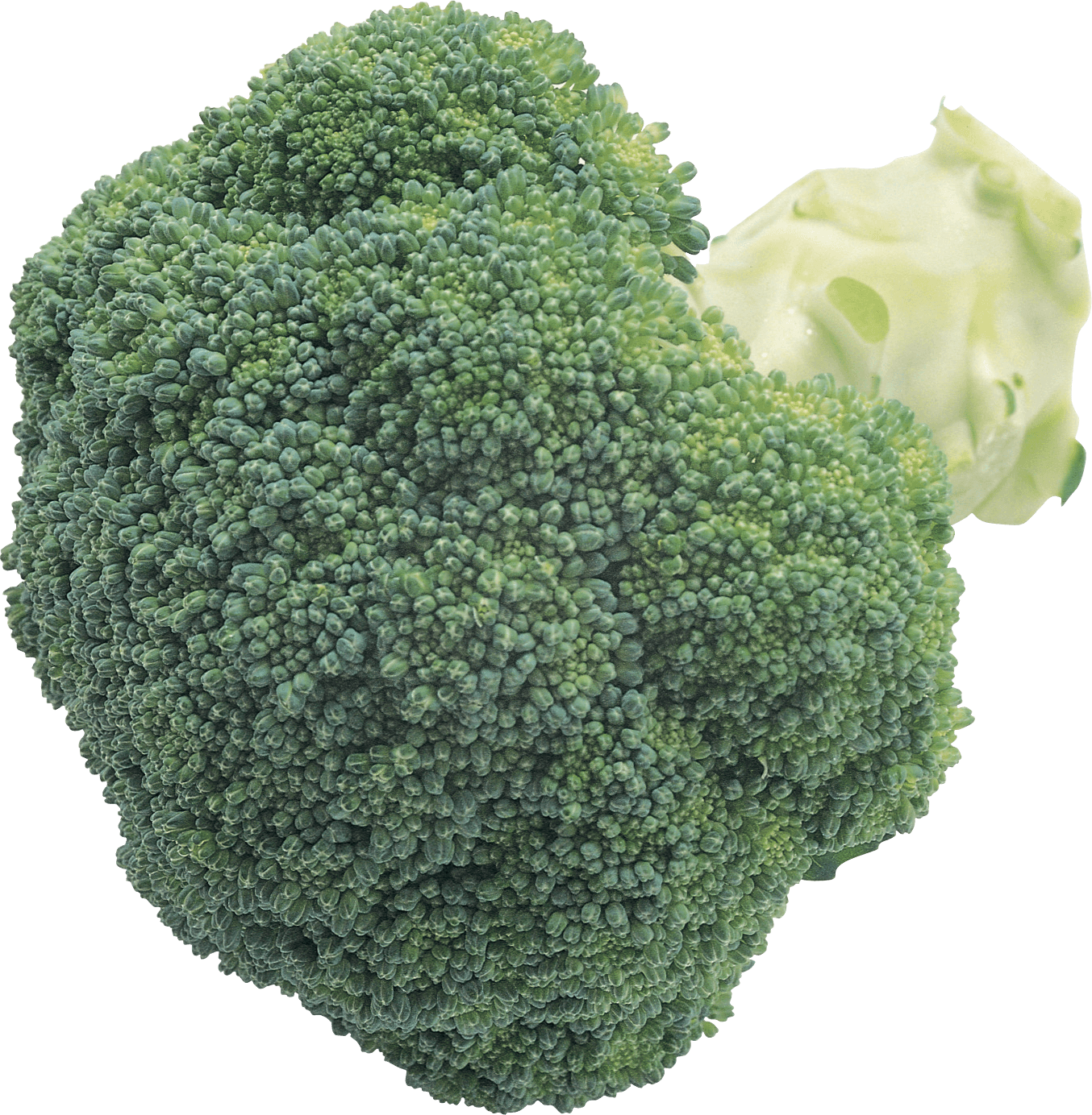 Broccoli Png Image PNG Image