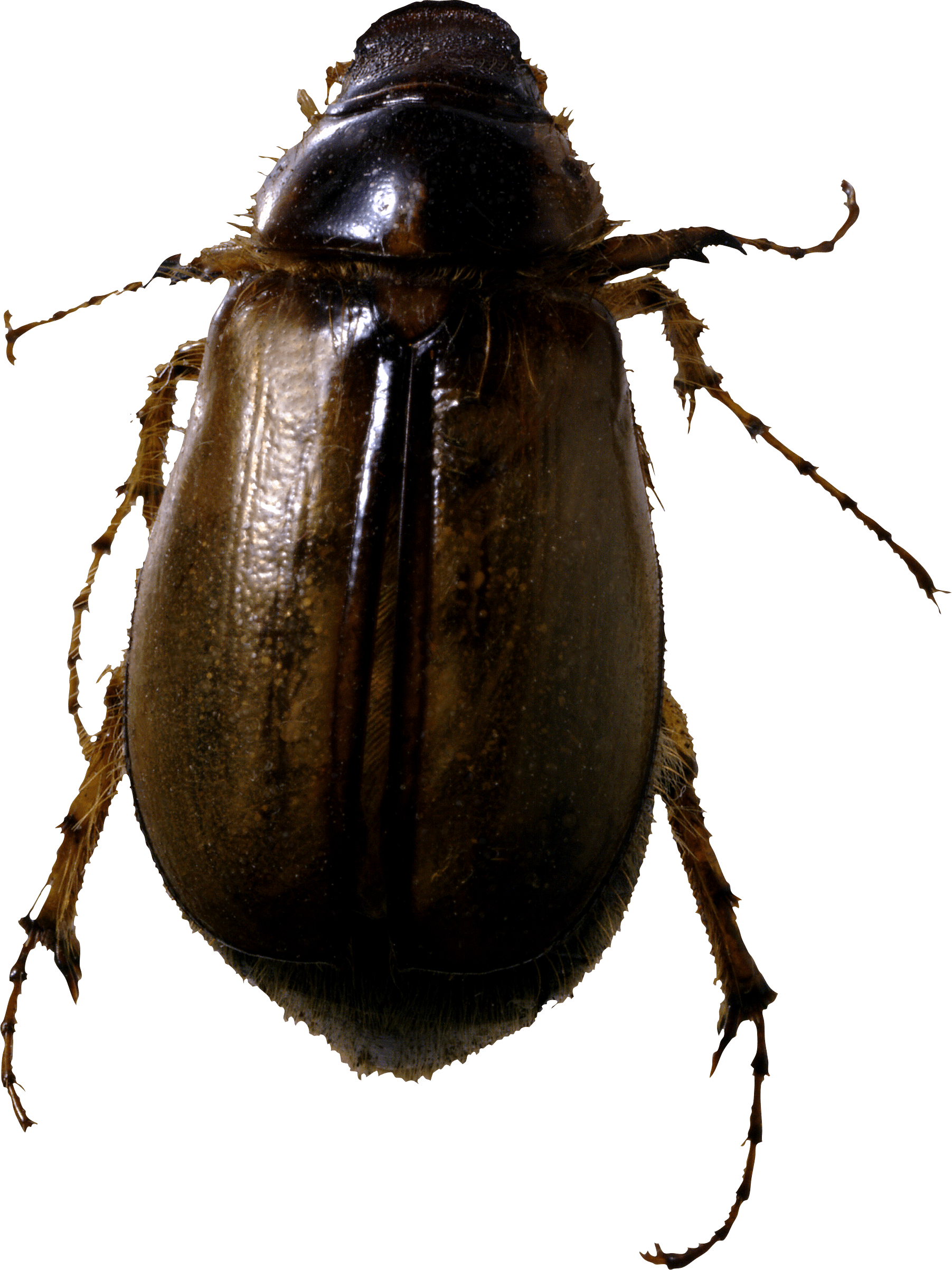 Roach Bug Png Image PNG Image