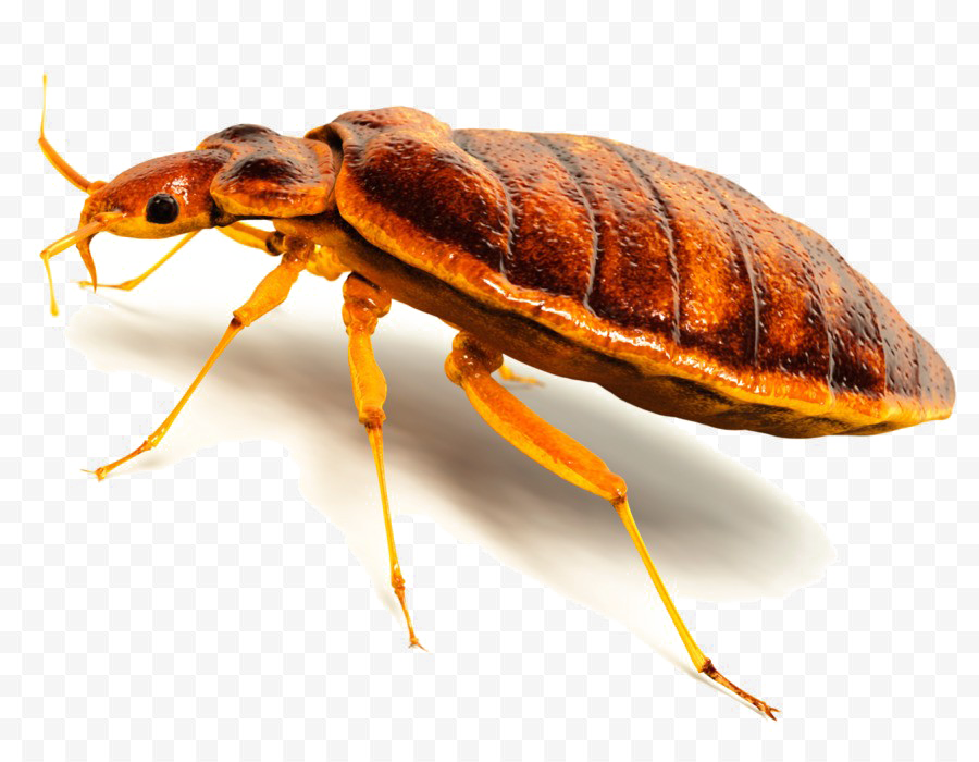 Bed Bug PNG Image High Quality PNG Image
