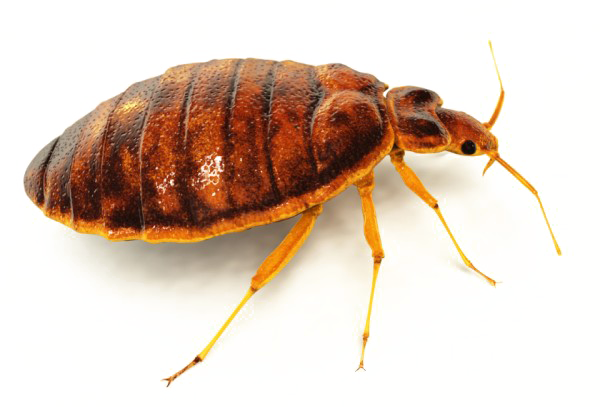 Bed Bug Free HD Image PNG Image