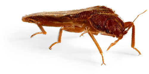 Bed Bug HD Free Clipart HD PNG Image