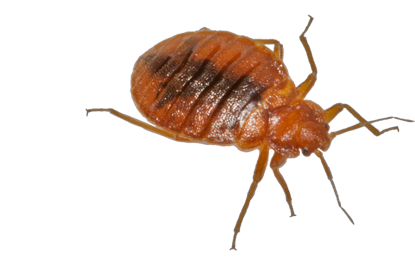 Bed Bug Download HD PNG PNG Image