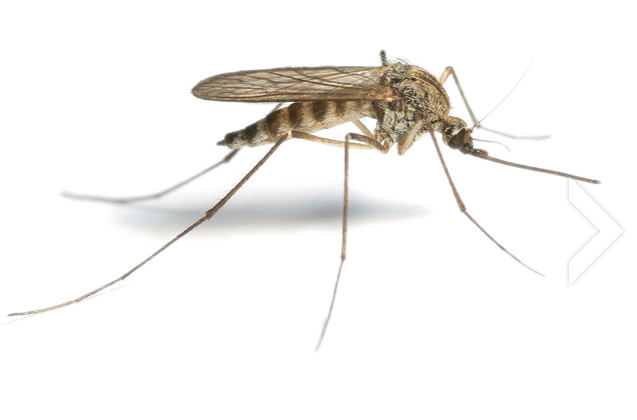 Mosquito HD Download HD PNG PNG Image