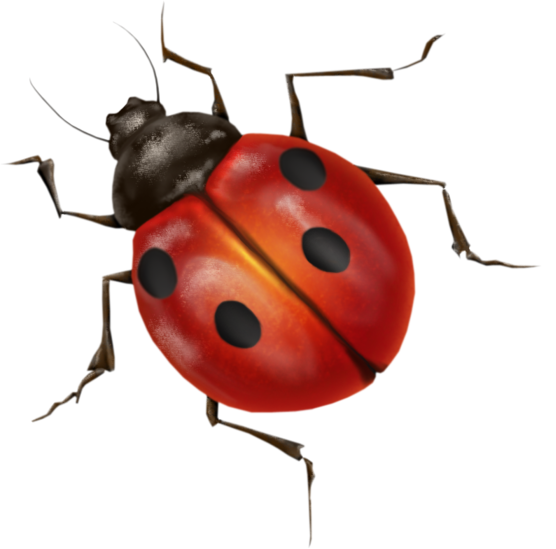 Lady Bugs Free Download PNG HD PNG Image