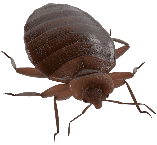 Bug Bed Free Clipart HQ PNG Image