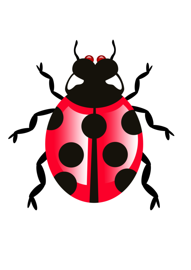 Bug Png 9 PNG Image