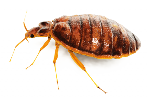 Bed Bug Spray PNG Image