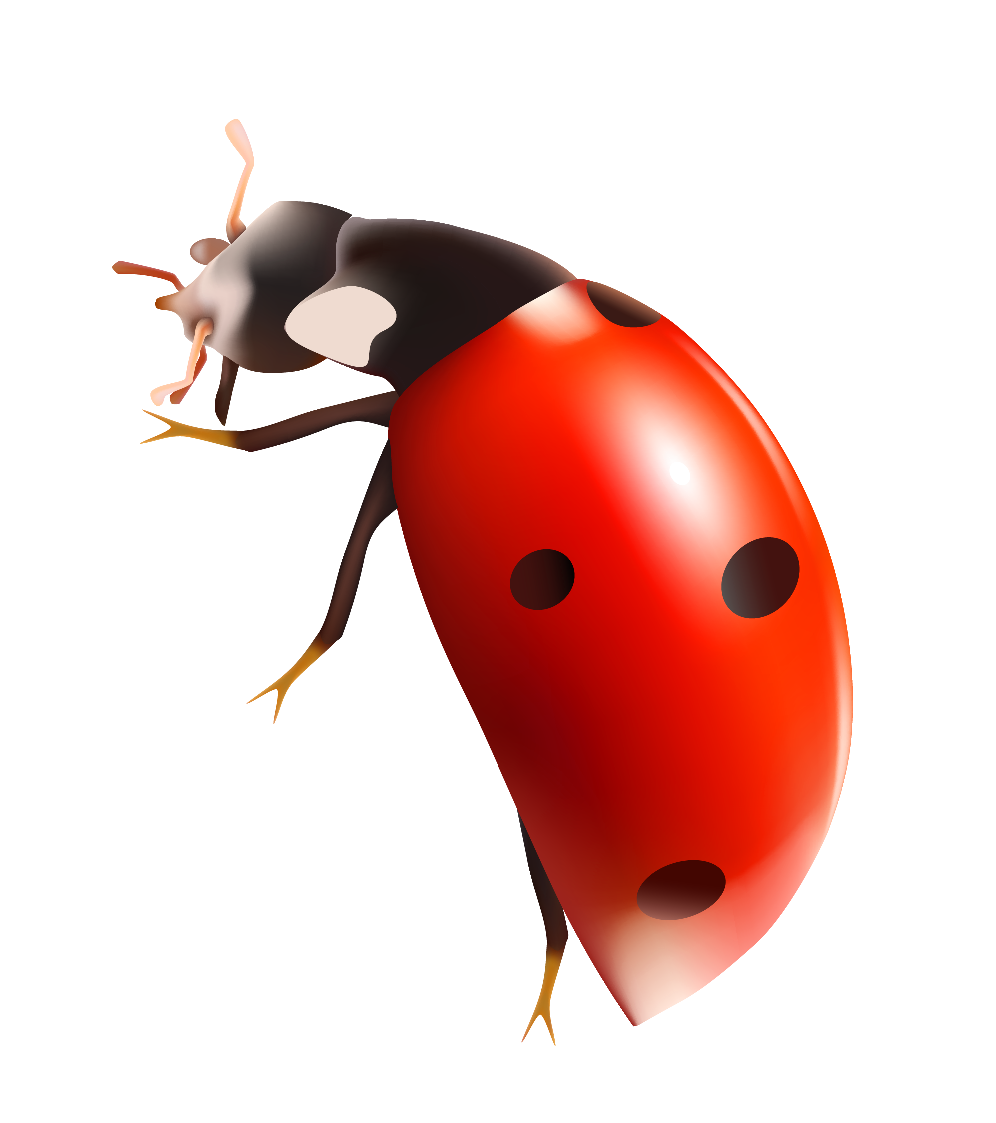 Bug Png 7 PNG Image