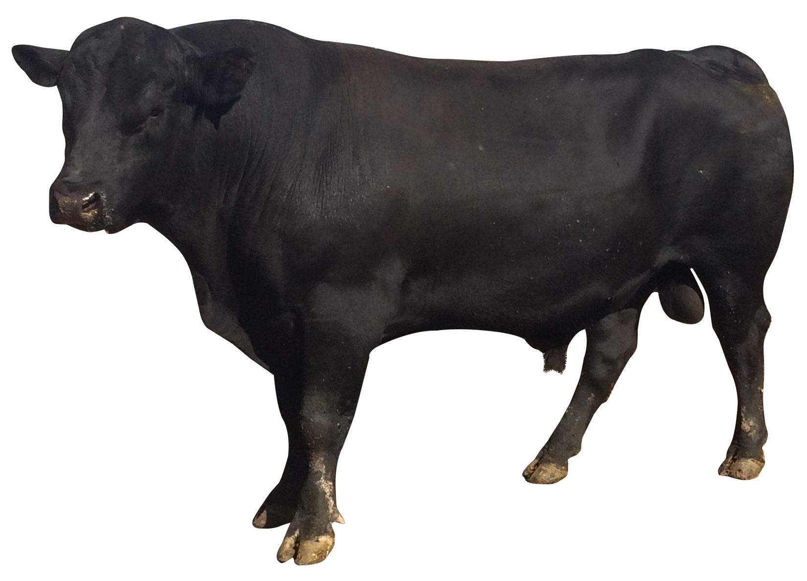 Bull Picture PNG Image