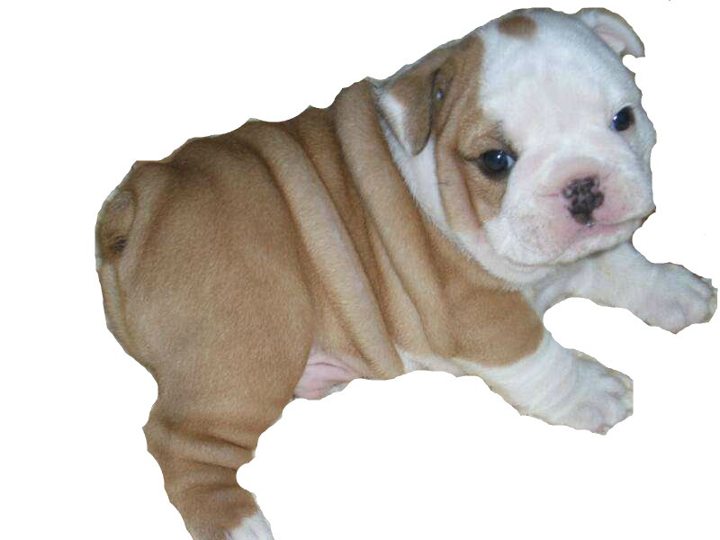 Bulldog Png PNG Image