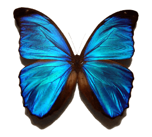 Blue Butterfly Png Image PNG Image