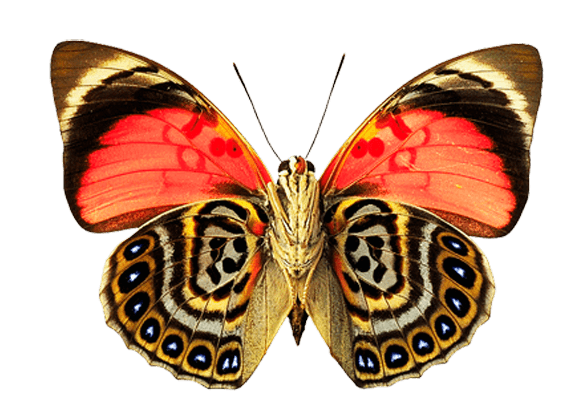 Butterfly Png Image PNG Image