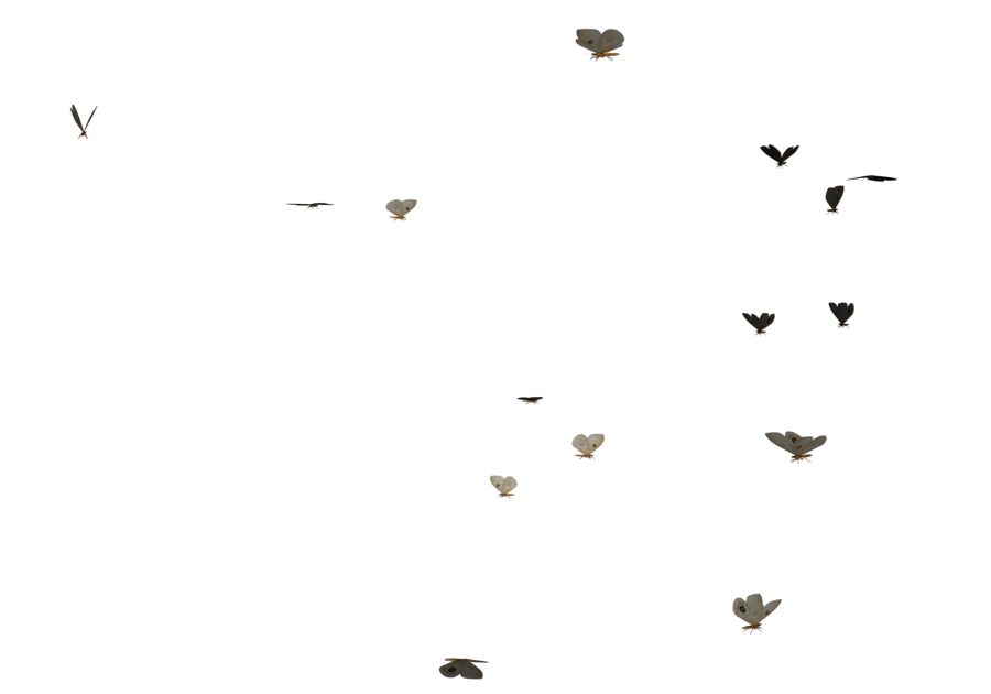 Butterflies Swarm PNG Image
