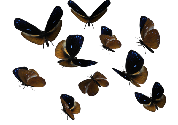 Butterflies Swarm Transparent PNG Image