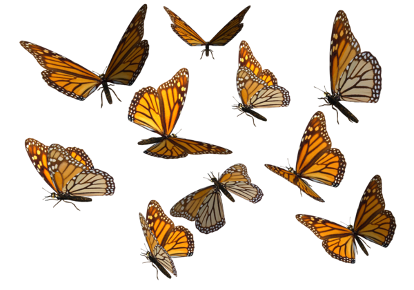 Butterflies Swarm Transparent Background PNG Image