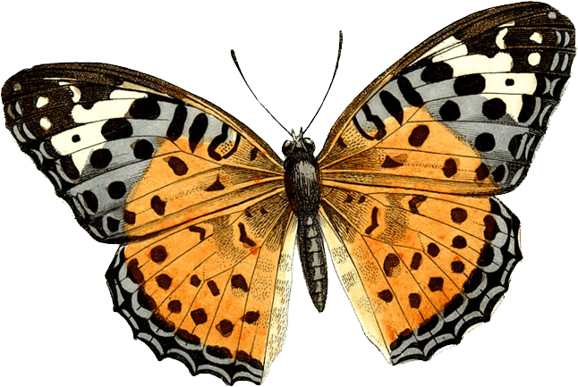 Butterfly Png Image PNG Image