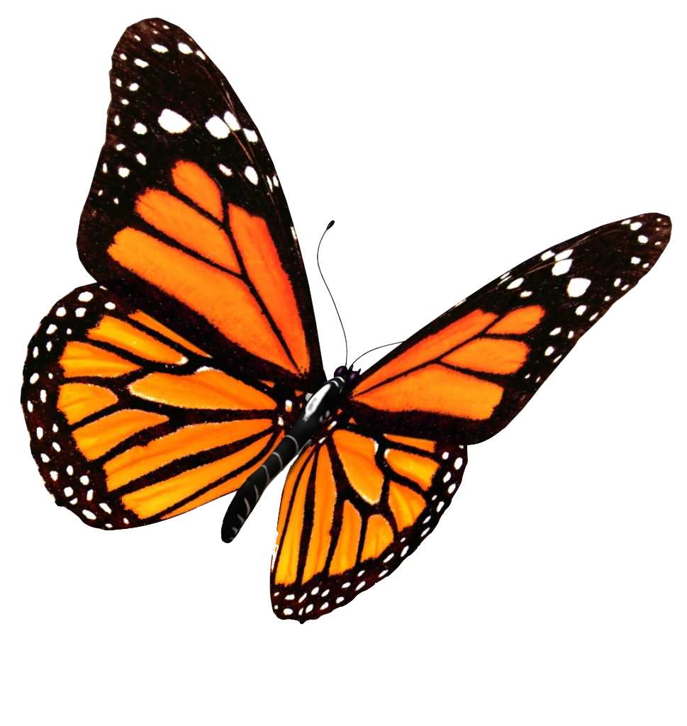 Flying Butterflies Transparent Image PNG Image