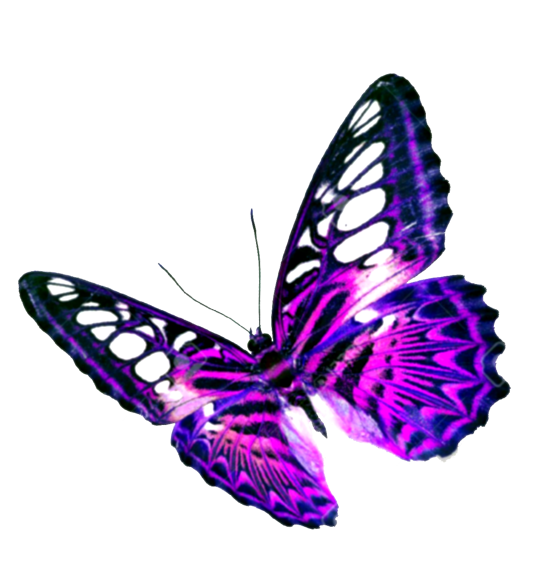 Purple Butterfly Transparent Background PNG Image