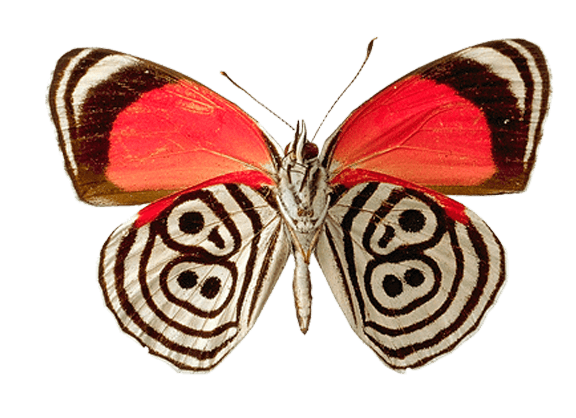 Butterfly Png Image PNG Image