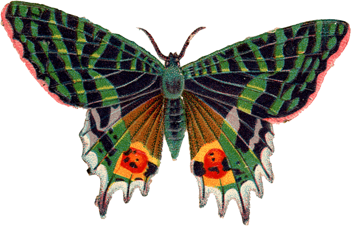 Butterfly Png Image PNG Image