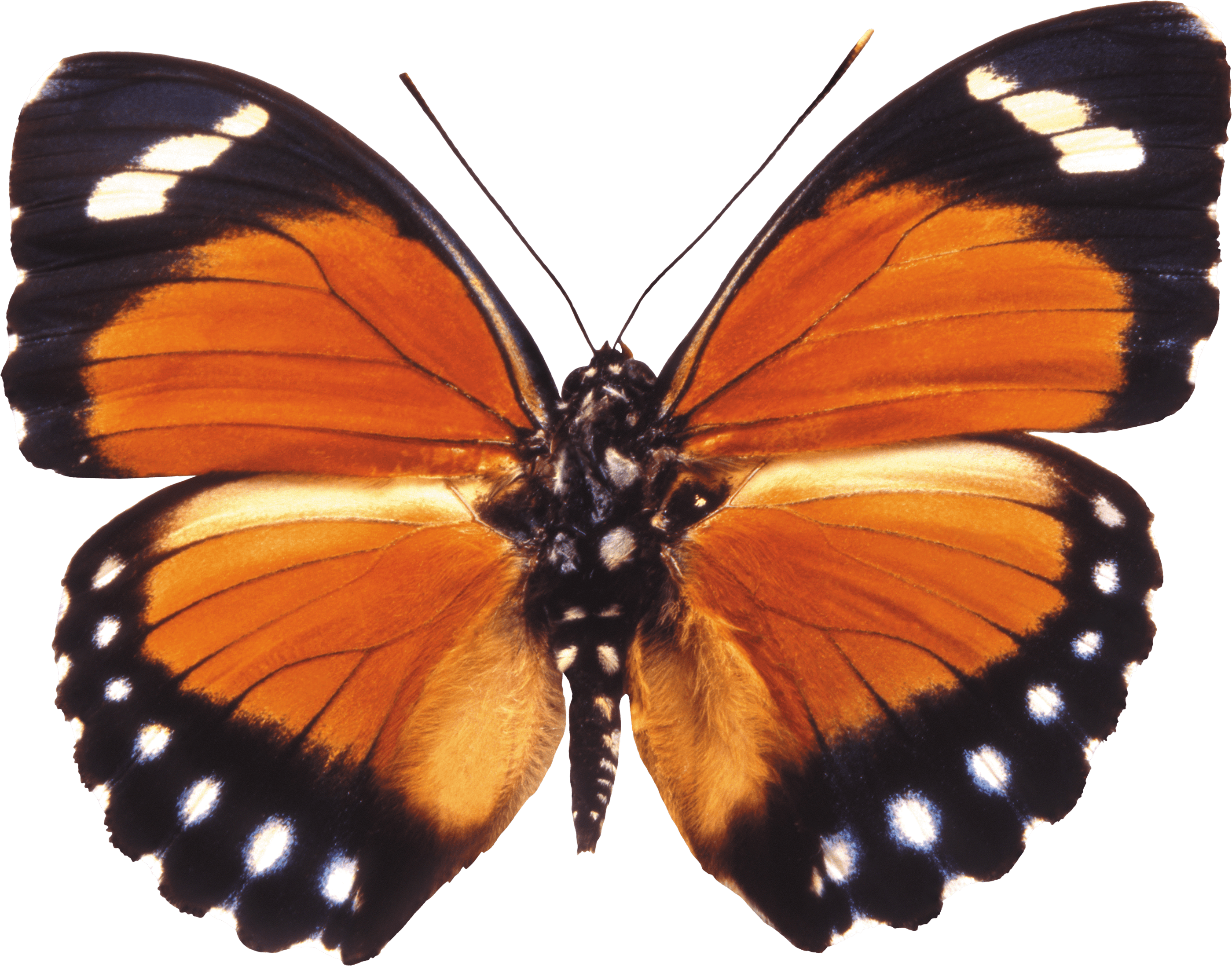 Butterfly Png Image PNG Image