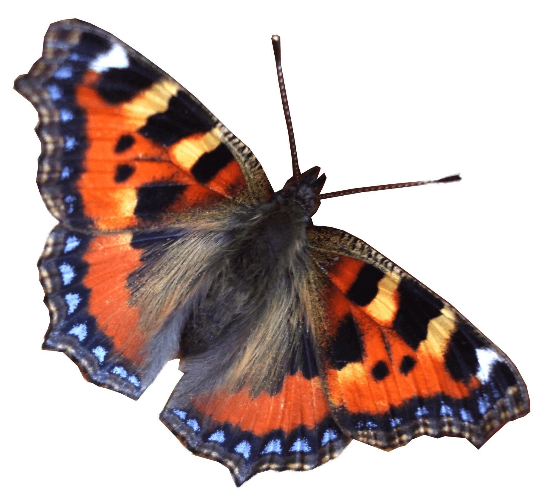 Butterfly Png Image PNG Image