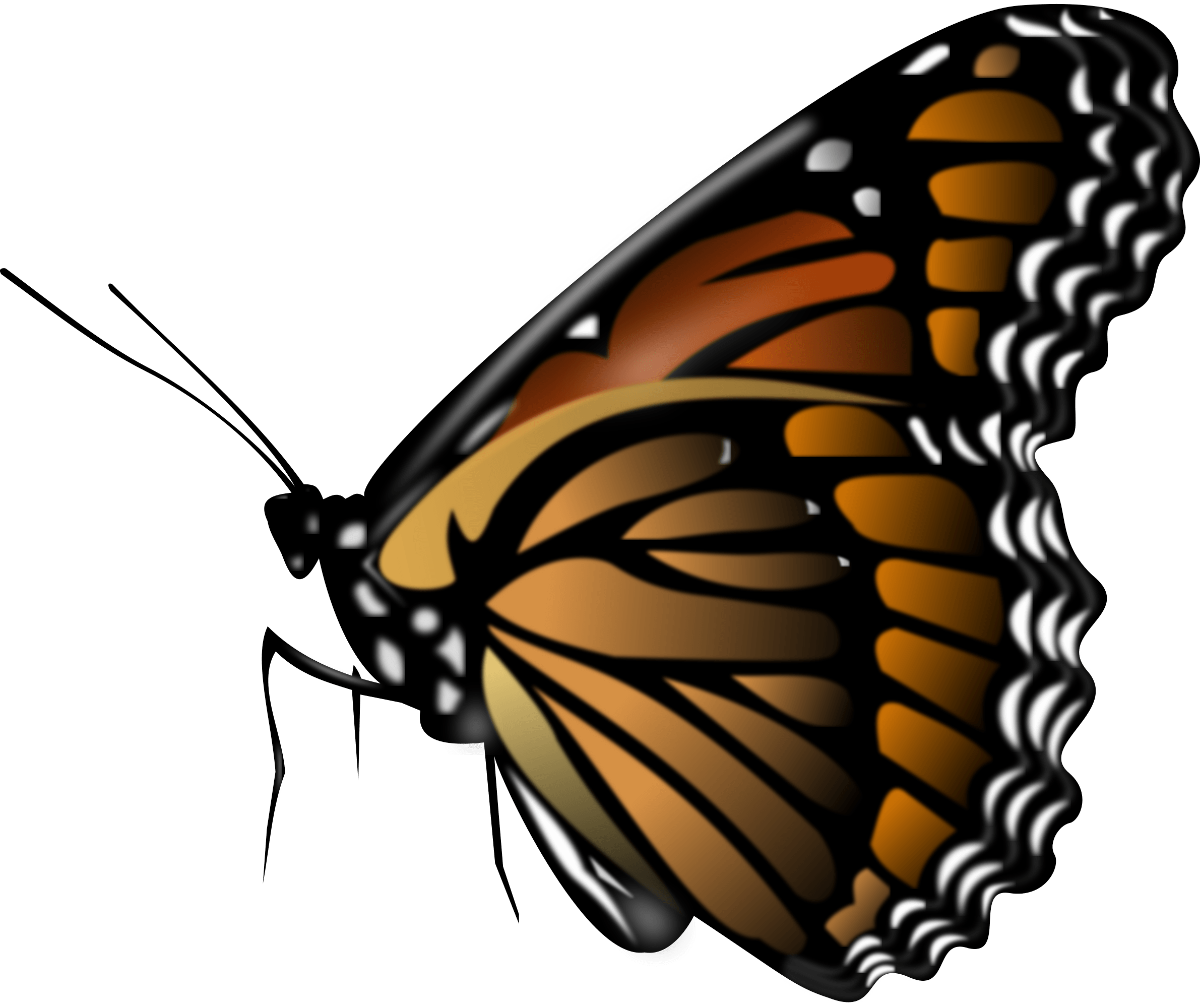 Butterfly Png Image PNG Image