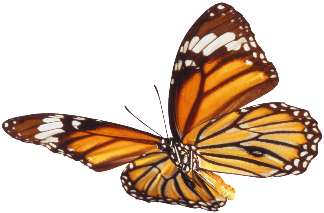 Butterfly Png 7 PNG Image