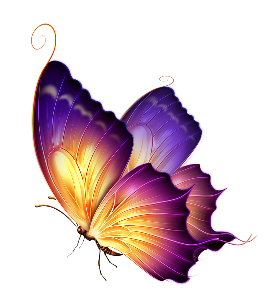 Butterfly Color Purple PNG Download Free PNG Image