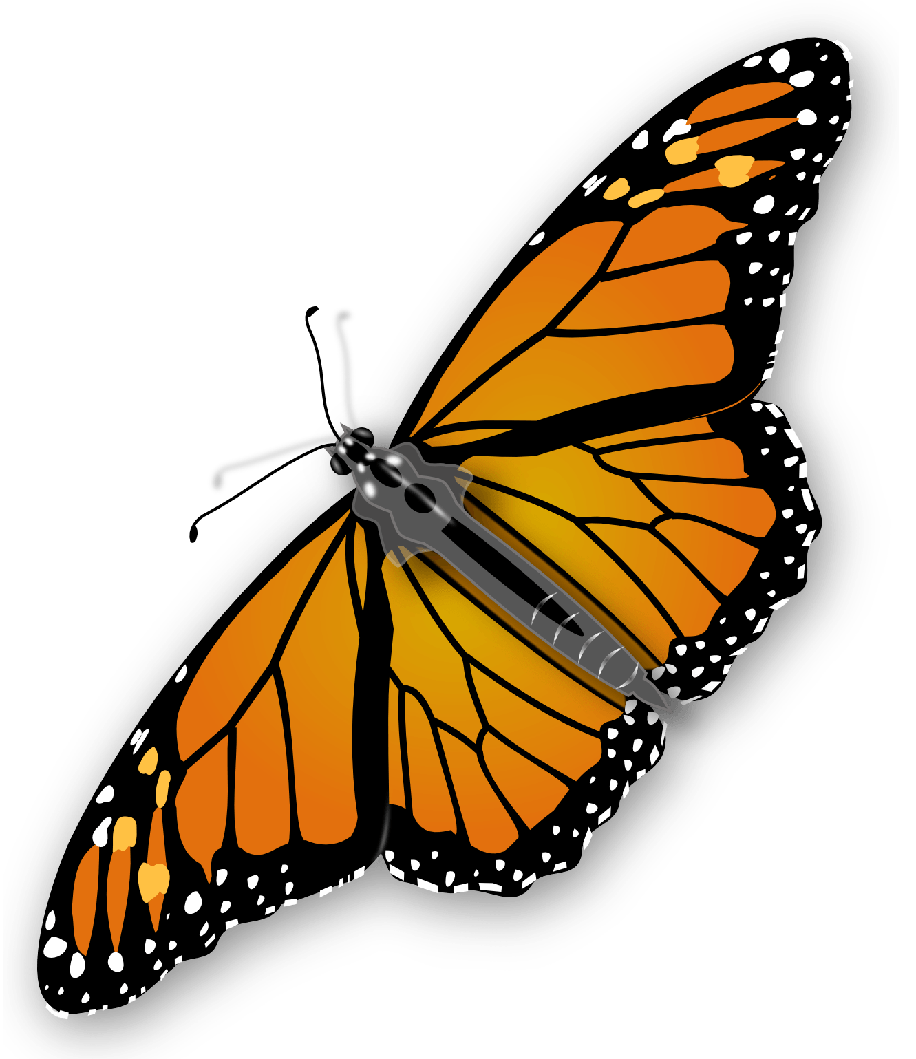 Butterfly Png Image PNG Image