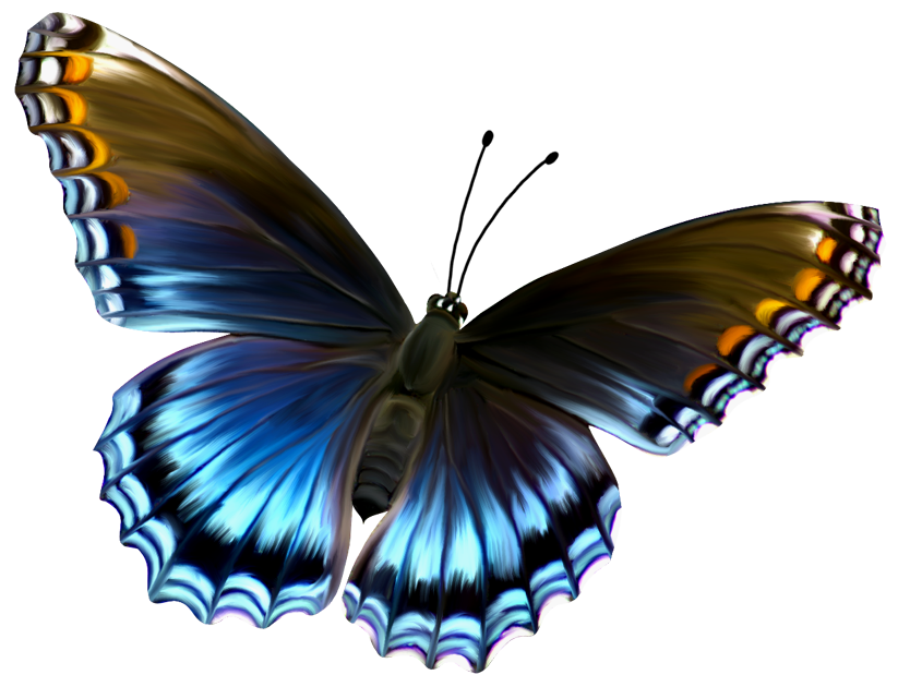 Butterfly Png 6 PNG Image