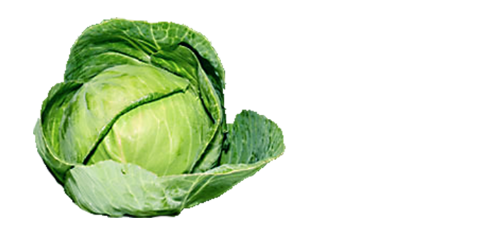 Organic Green Cabbage PNG Image