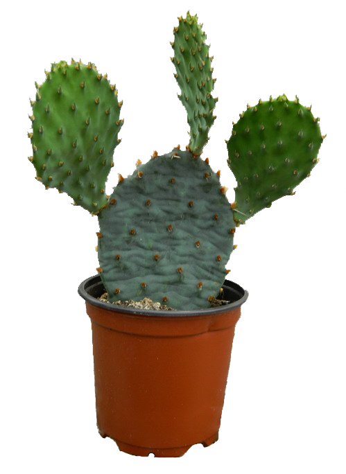 Cactus Plant Photos PNG Image