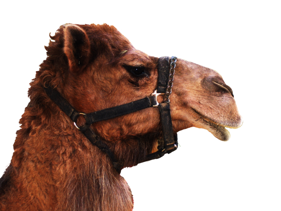 Camel Transparent Background PNG Image