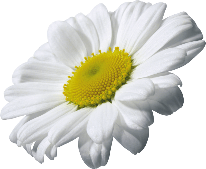 Camomile Png Image PNG Image