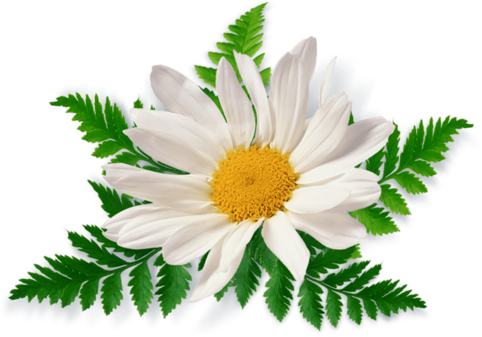 Camomile Png Image PNG Image