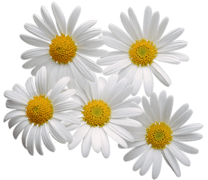 Camomile Png Image PNG Image