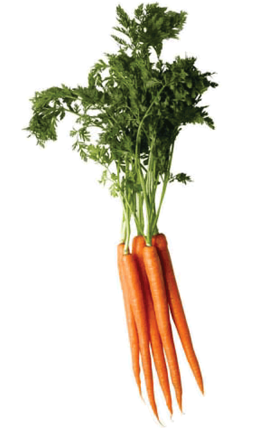 Carrot Png Image PNG Image