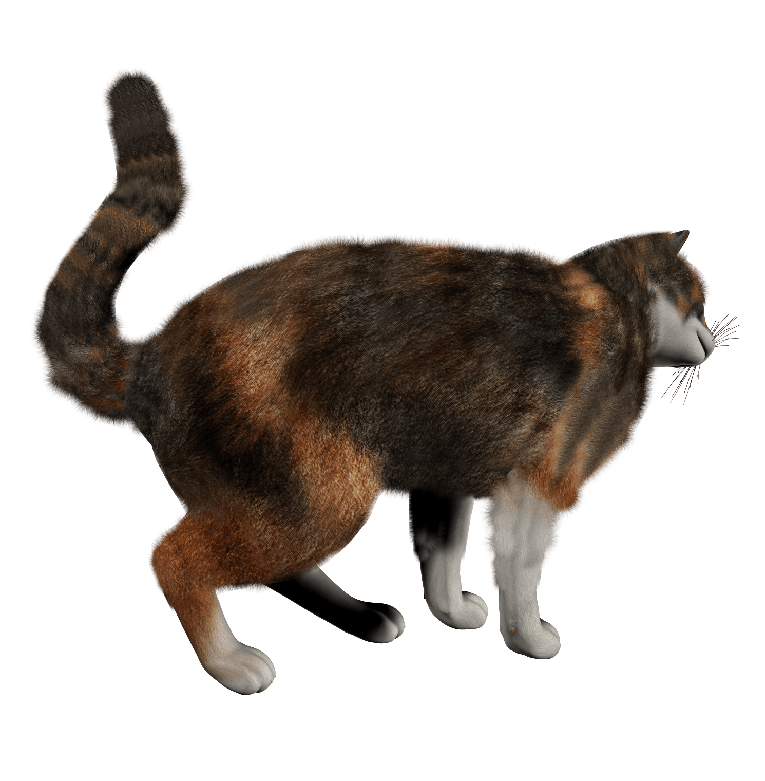 Kitten Png Image Download Picture PNG Image